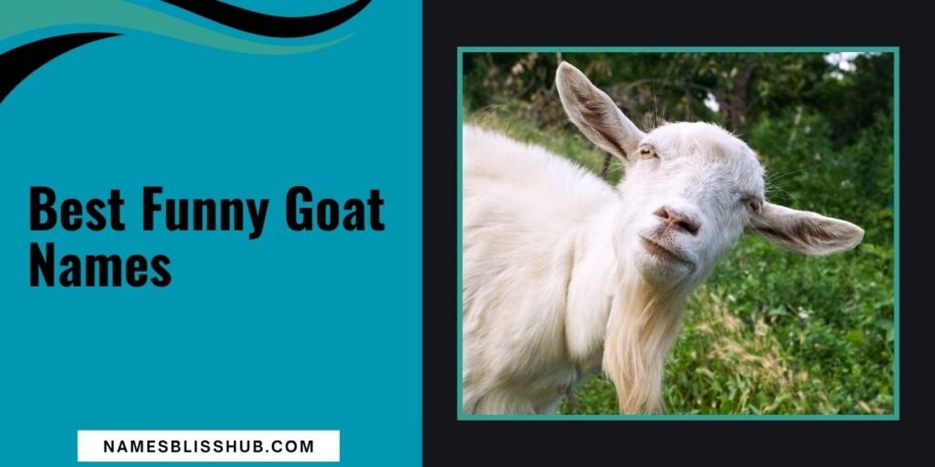 Best Funny Goat Names