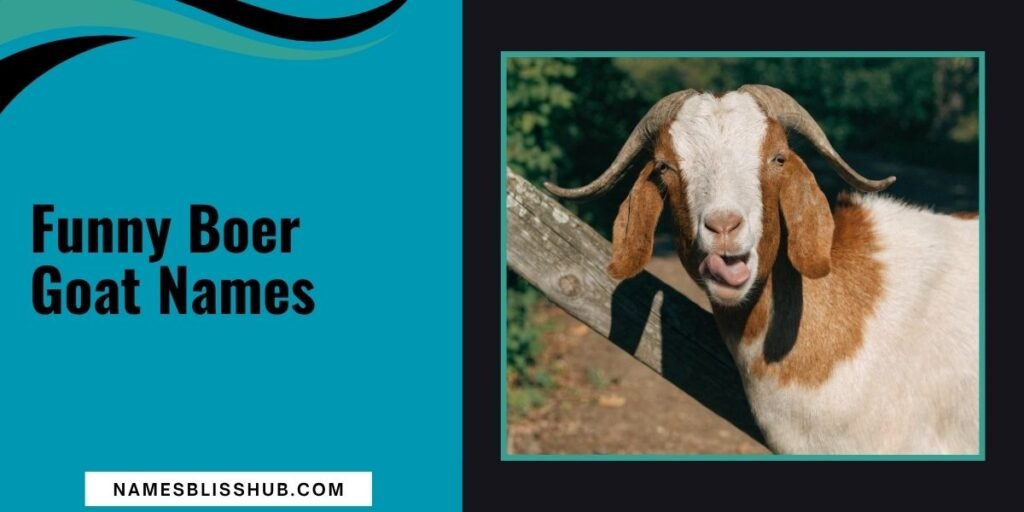 Funny Boer Goat Names