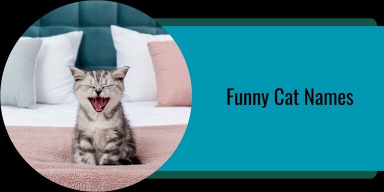 Funny Cat Names
