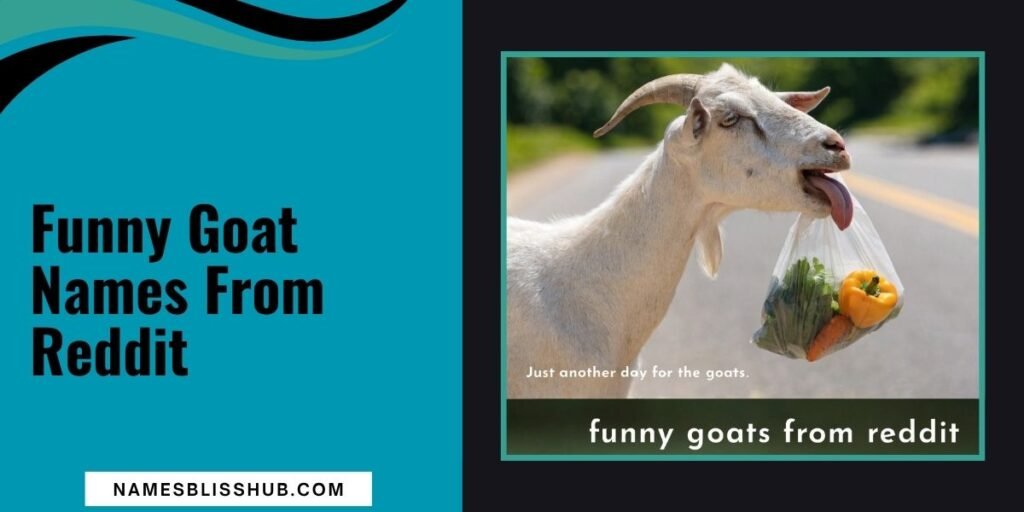 Funny Goat Names From Reddit
