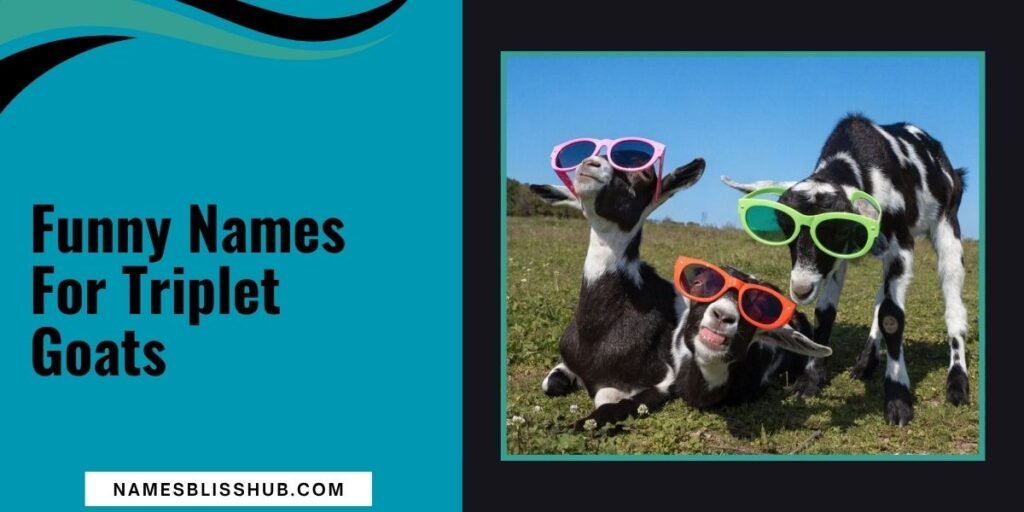 Funny Names For Triplet Goats