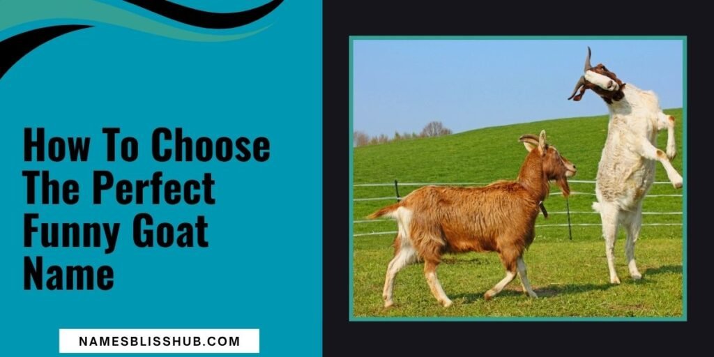 How To Choose The Perfect Funny Goat Name