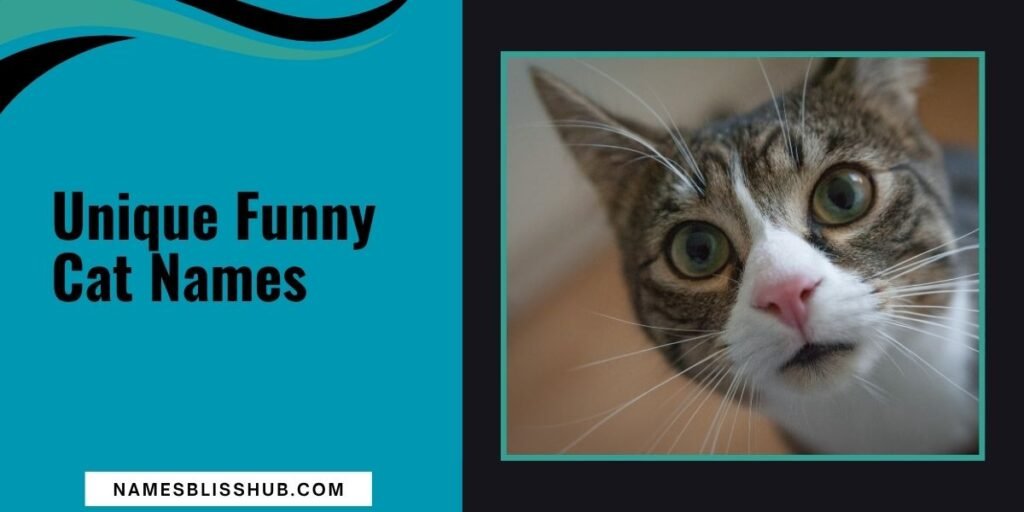 Unique Funny Cat Names