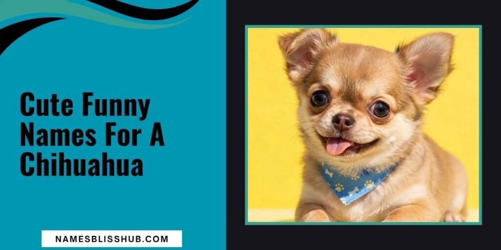 Cute Funny Names For A Chihuahua