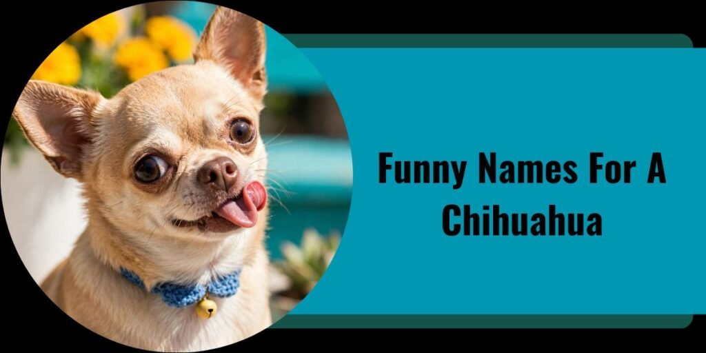 Funny Names For A Chihuahua